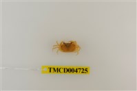 藏品(屏東澤蟹)的圖片